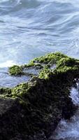 Powerful waves on a rocky beach. Stock footage. Stones are covered by green moss with the waves of the sea on the background. video