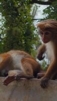 Beautiful red monkeys in tropical park. Action. Wild monkeys on hiking trails in jungle. Beautiful playful monkeys in tropical places video