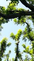 View from below on beautiful curved green branches of trees. Action. Lovely crooked tree branches with green leaves on city alley are illuminated by sunlight on blue sky background video