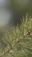 Close-up view of the green fresh needles of larch covered with drops of dew. Stock footage. Beautiful macro of the larch tree video