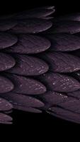 Abstract elegant purple moving tube of many feathers covered by sticky substance on black background, seamless loop. Animation. Many small oval shaped feathers. video
