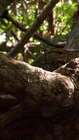 Swamp forests in wetlands, concept of wildlife and biodiversity. Action. Close up of tree with tangled branches. video