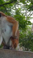 Beautiful red monkeys in tropical park. Action. Wild monkeys on hiking trails in jungle. Beautiful playful monkeys in tropical places video