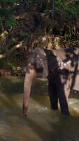 Elephant swims in river in jungle. Action. Baby elephant sprays himself with water with trunk in river. Baby elephant swims alone among tropical jungle with river video