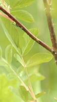 Close up view of bush branches with green leaves with drops of water on blurred green background. Stock footage. Young tree with fresh drops of morning dew. video