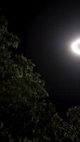 Night time in the city park and a tree in street light. Stock footage. Bottom view of swaying green tree crown under the bright street lamp on black sky background. video