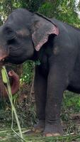 Elephant eats reeds in jungle. Action. Elephant farm for tourists in southern country. Elephants eat cane on farm video