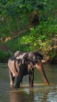 Little elephant in river. Action. Baby elephant is playing in river in jungle. Little elephant is playing alone in river in jungle video