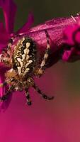 A large spider that sits sits with its back with a beautiful pattern. Creative. A big beautiful spider on a small pink flower bud video