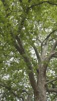 Walking under the summer tree. Action. Bottom view of the tree trunk and big branches with lush green leaves on cloudy sky background. video