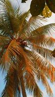 Palm trees in tropical jungle forest in a sunny day. Action. Green fresh leaves swaying in the wind. video