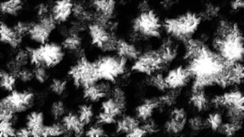 Tiny monochrome microorganisms on a black background. Motion. Concept of biology and science. video