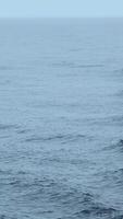 Blue sea with waves and swimming dolphins. Clip. Wild dolphins swimming in open sea in cloudy weather. Exciting sight of swimming dolphins on ocean surface video