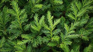 Lush green foliage of a coniferous plant thriving in a well-lit garden during springtime photo