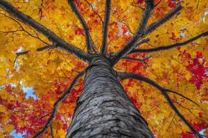 Vibrant autumn foliage viewed from the base of a tree on a clear sunny day in the park photo
