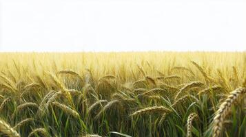 Golden wheat field ready for harvest under a bright sky during late summer afternoon photo
