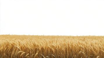 Golden wheat field ready for harvest under a bright sky during late summer afternoon photo