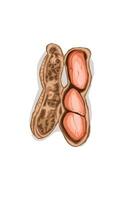 peanut object with skin on a white background vector