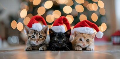 Three kittens wearing santa hats photo