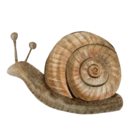 Brown snail with a spiral shell. Watercolor illustration. Hand drawn and detailed, it captures the slow, earthy nature of the creature, perfect for nature, wildlife, or garden related designs. png