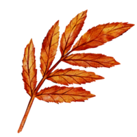 Watercolor illustration of an autumn branch with vibrant orange leaves. The delicate details and warm colors highlight the seasonal beauty of fall, making it ideal for autumn-inspired design png