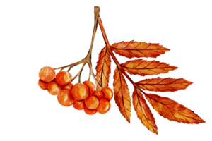 Orange autumn berries and leaves on a branch. Watercolor illustration. Detailed, hand drawn nature art with vibrant fall colors. Suitable for seasonal designs, autumn decor, or botanical themes. png