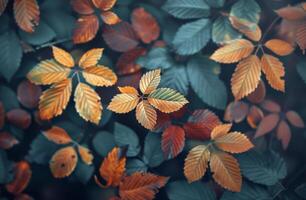 Autumn Leaves on the Forest Floor photo