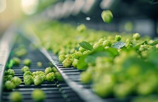 Freshly Harvested Hop Cones in a Farm Greenhouse During Midday photo