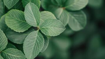 Dew Covered Green Leaves in Soft Morning Light Near a Forest photo