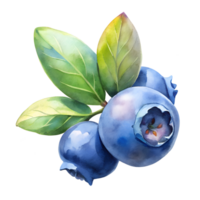 Watercolor hand drawn blueberrys with leaves stems isolate on transparency background png
