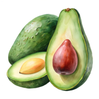 Watercolor hand drawn Avocado and halves isolate on transparency background png