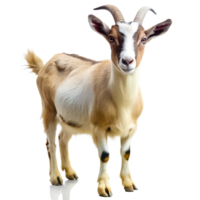 Goat isolate on transparency background png