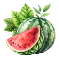 Watercolor hand drawn watermelon with leaves stems isolate on transparency background png