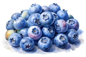 Watercolor hand drawn Lots of blueberrys isolate on transparency background png