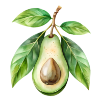 Watercolor hand drawn Avocado and halves isolate on transparency background png