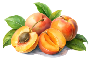 Watercolor hand drawn Apricot with leaves stems isolate on transparency background png