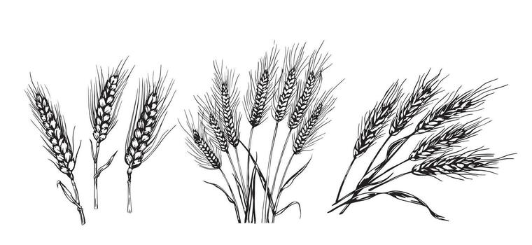 A set of three wheat plants on a white background vector