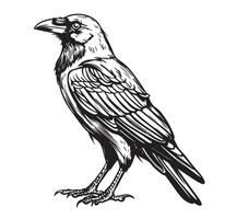 A black and white drawing of a raven vector