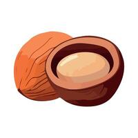 Fresh organic nut, a healthy snack vector
