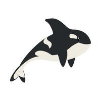 killer whale illustration isolated vector