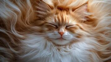 A fluffy ginger cat peacefully sleeping in a cozy nest of its own fur at daytime photo