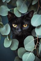 A curious black cat peering through lush green leaves in a serene outdoor setting photo