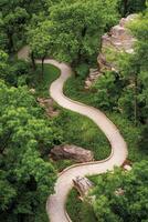 Serene winding path through lush greenery in a tranquil forest setting during daylight hours photo