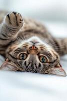 Cute tabby kitten resting on a soft surface in a cozy indoor setting during daylight hours photo