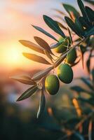 Olive branch with unripe fruit illuminated by sunset in a tranquil natural setting photo