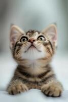 Cute tabby kitten resting on a soft surface in a cozy indoor setting during daylight hours photo
