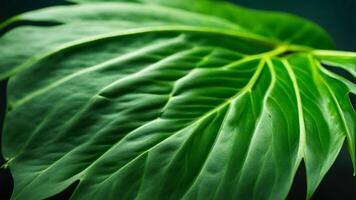 Monstera Leaf, close-up of a Monstera leaf, distinctive split edges and deep green color photo