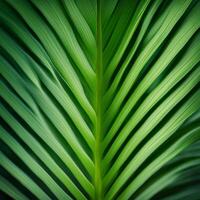 Lush Palm Leaf, close-up of a tropical palm leaf, long arching fronds, pattern of light and shadow photo