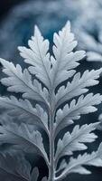 Silver Dusty Miller Leaf, close-up of a silvery, fuzzy Dusty Miller leaf, intricate pattern photo