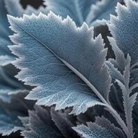 Silver Dusty Miller Leaf, close-up of a silvery, fuzzy Dusty Miller leaf, intricate pattern photo